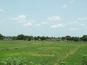Rice cultivation area Vallee the Khou, Burkina Faso